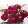 Цинния (Майора) Гиганты Бенари высота 100 см от Профессиональных Семян