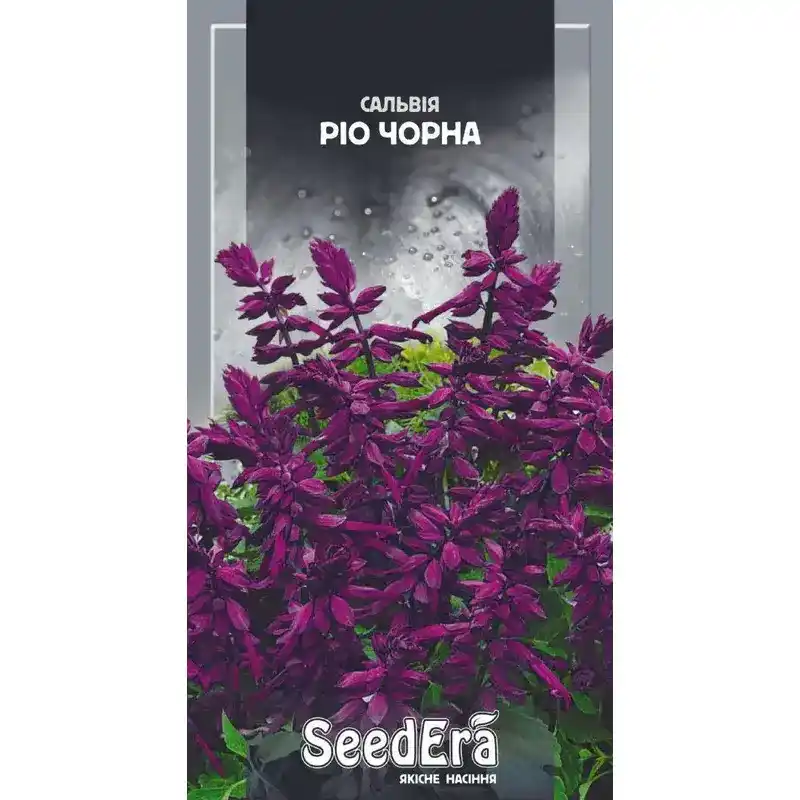 Сальвия Рио черная 0,2 г от Профессиональных Семян