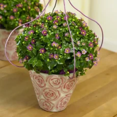 Экзакум Роял Дэн, 50 шт, темно-розовый от Профессиональных Семян