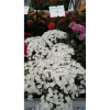 Флокс Этни, 100 шт, белый цвет от Профессиональных Семян