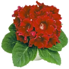 Глоксиния