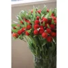 Гомфрена Клубничное поле, 0,1 г, красный от Профессиональных Семян