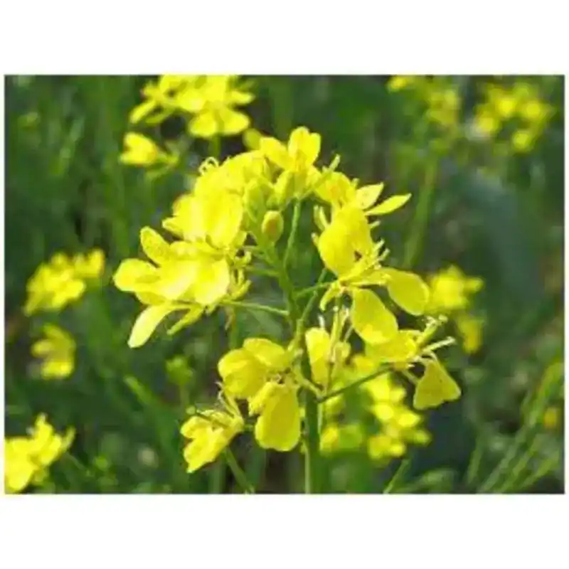 Семена Горчицы желтой (Brassica juncea) от Профессиональных Семян