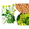 Семена Горчицы белой (Sinapis alba) от Профессиональных Семян
