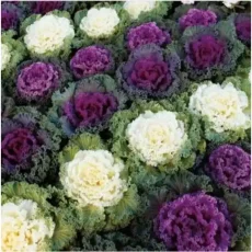 Капуста декоративная Нагойя red, rose, white, красный, смесь от Профессиональных Семян