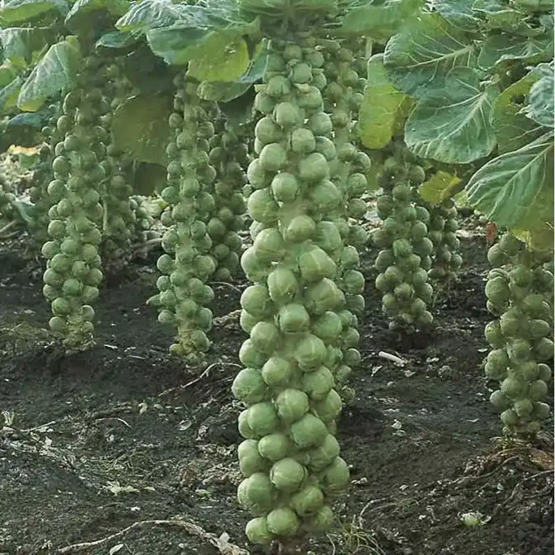 Капуста брюссельская Диабло F1 от Профессиональных Семян