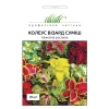 Колеус Визард смесь от Профессиональных Семян