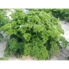 Петрушка кучерявая от Профессиональных Семян