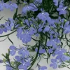 Лобелия Регатта, 200 шт, голубой цвет от Профессиональных Семян