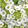 Лобулярия (Алиссум) Исте Боннет, 1000 шт, белый цвет от Профессиональных Семян