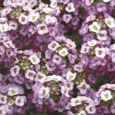 Лобулярия (Алиссум) Кристал, 1000 шт, цвет лавандовый от Профессиональных Семян