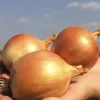 Лук Брунекс от Профессиональных Семян