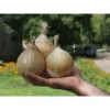 Лук Эксибишен от Профессиональных Семян