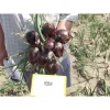 Лук Робін от Профессиональных Семян