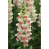Львиный зев (Антирринум) Потамак F1, 100 шт, цвет яблоневый цвет от Профессиональных Семян