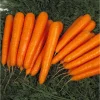 Морковь Лагуна F1 от Профессиональных Семян