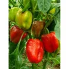 Перец Геркулес от Профессиональных Семян