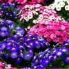 Перикаллис Амиго 10 шт, цвет смесь от Профессиональных Семян