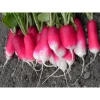 Редис 18 дней от Профессиональных Семян