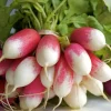 Редис комнатный Дуэт - 0,1 г от Профессиональных Семян