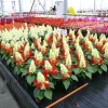 Сальвия Редди белый цвет сюрприз от Профессиональных Семян