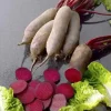 Свёкла столовая Лома от Профессиональных Семян