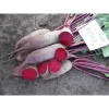 Свёкла столовая Лома от Профессиональных Семян