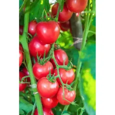 Томат Розовый гигант от Профессиональных Семян