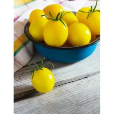Томат Золота куля от Профессиональных Семян