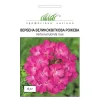 Вербена крупноцветковая розовый от Профессиональных Семян