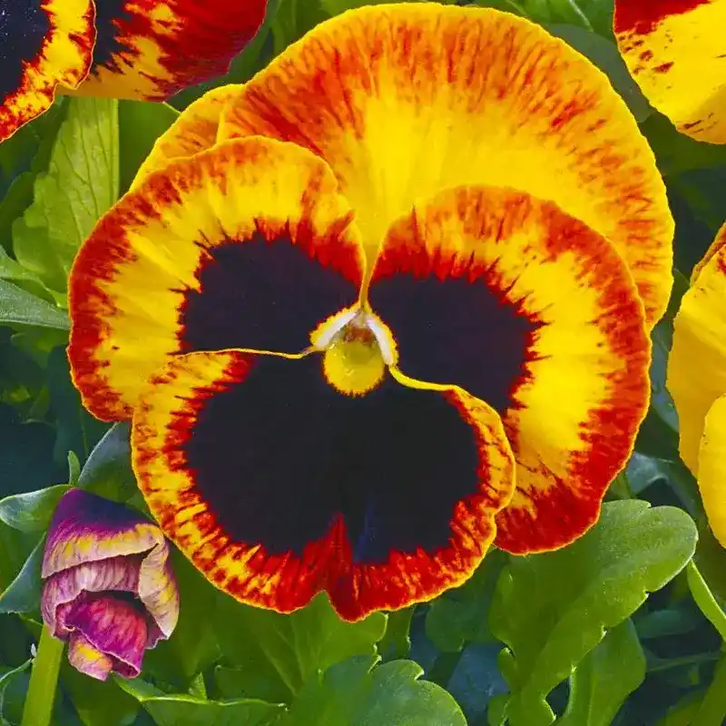 Виола Карма F1, 100 шт, цвет файр от Профессиональных Семян
