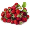 Земляника альпийская ремонтантная Регина от Профессиональных Семян