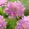 Скабиоза японская Розовый Диамант, 100 шт, розовый цвет от Профессиональных Семян
