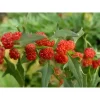 Земляничный шпинат, 0,1 г, красный от Профессиональных Семян