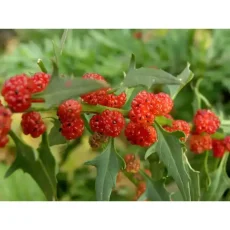 Земляничный шпинат, 0,1 г, красный от Профессиональных Семян