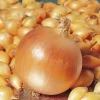 Лук севок Коррадо от Профессиональных Семян