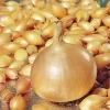 Лук севок Сеншу Йеллоу от Профессиональных Семян