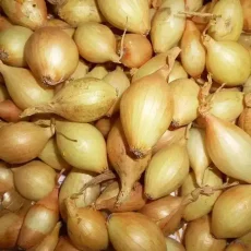Лук севок Шекспир от Профессиональных Семян