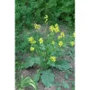 Семена  черной Горчицы (Brassica nigra) от Профессиональных Семян