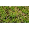 Семена ржи озимой (сидерат) от Профессиональных Семян
