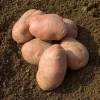 Картофель Мирослава от Профессиональных Семян