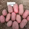 Картофель Коразон от Профессиональных Семян
