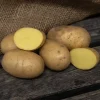 Картофель Королева Анна от Профессиональных Семян