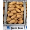Картофель Королева Анна от Профессиональных Семян