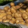 Картофель Прада от Профессиональных Семян
