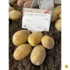 Картофель Раноми от Профессиональных Семян