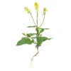Семена Горчицы белой (Sinapis alba) от Профессиональных Семян