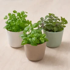 Семена комнатных растений