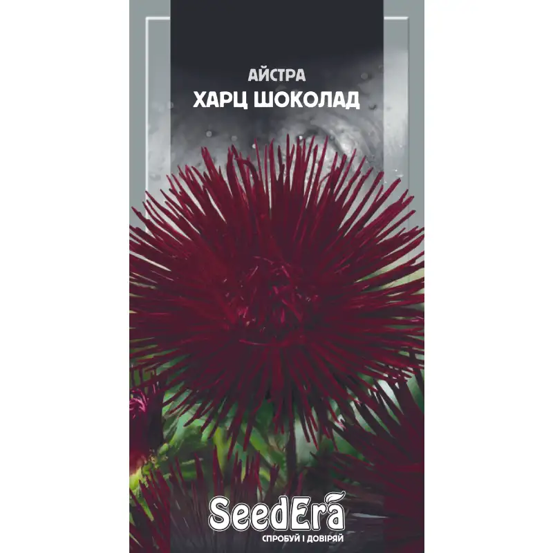Астра высокорослая Харц Шоколад от Профессиональных Семян