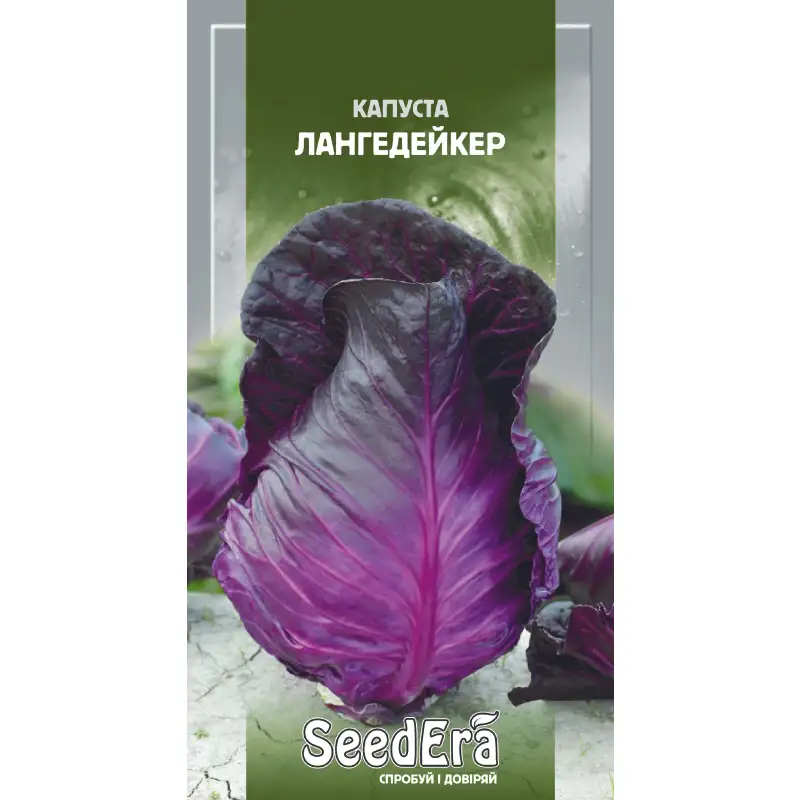 Капуста краснокочанная Лангедейкер от Профессиональных Семян